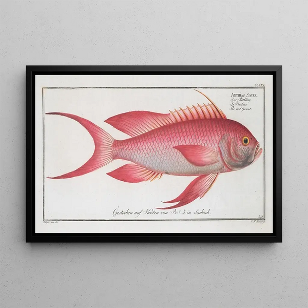 Marcus Elieser Bloch - Anthias Sacer The red Grunt.webp