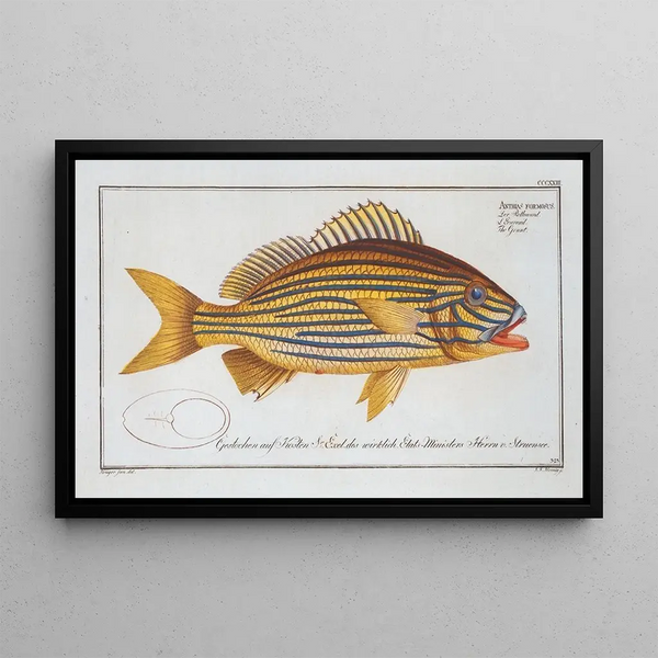 Marcus Elieser Bloch - Anthias formosus The Grunt.webp