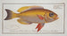 Anthias macrophthalmus The growler with bulging eyes - Marcus Elieser Bloch — artwork view