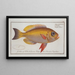 Anthias macrophthalmus The growler with bulging eyes - Marcus Elieser Bloch — framed artwork on a wall
