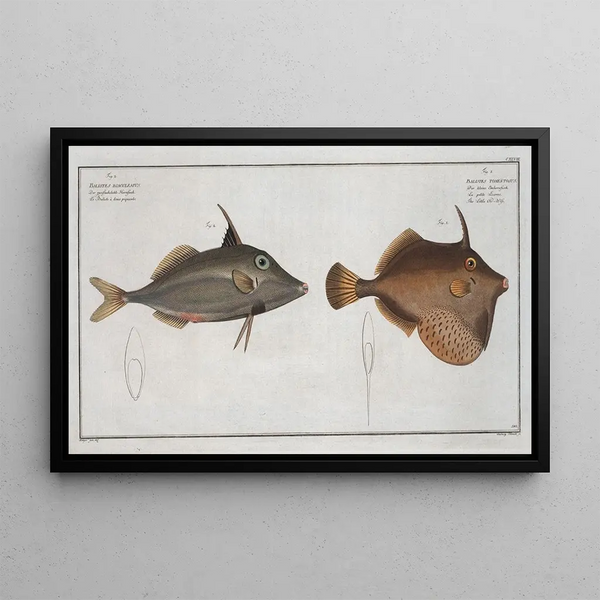 Marcus Elieser Bloch - Balistes Tomentosus The Little OldWife 2 Balistes biaculeatus.webp