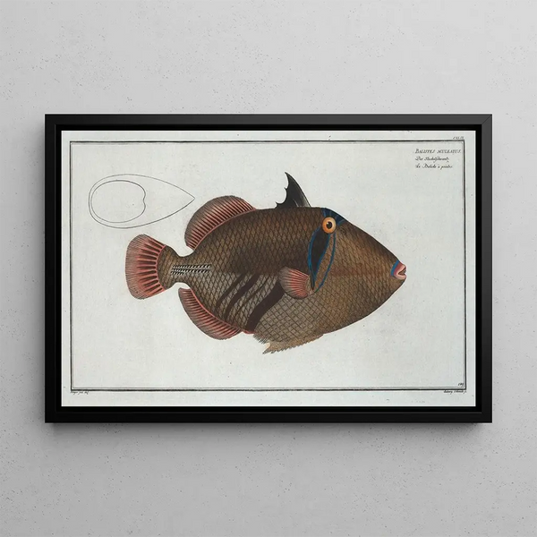Balistes aculeatus - Marcus Elieser Bloch — ingelijst kunstwerk aan de muur