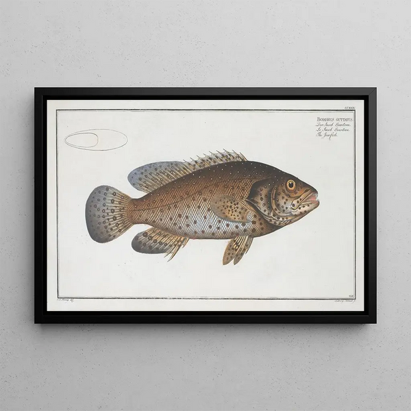 Bodianus guttatus, le Jenfish - Marcus Elieser Bloch — ingelijst kunstwerk aan de muur
