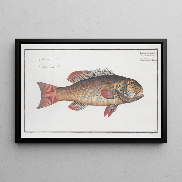 Bodianus maculatus Le Bodian maculé - Marcus Elieser Bloch — ingelijst kunstwerk aan de muur