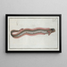 Cepola Tnia the band fish - Marcus Elieser Bloch — framed artwork on a wall