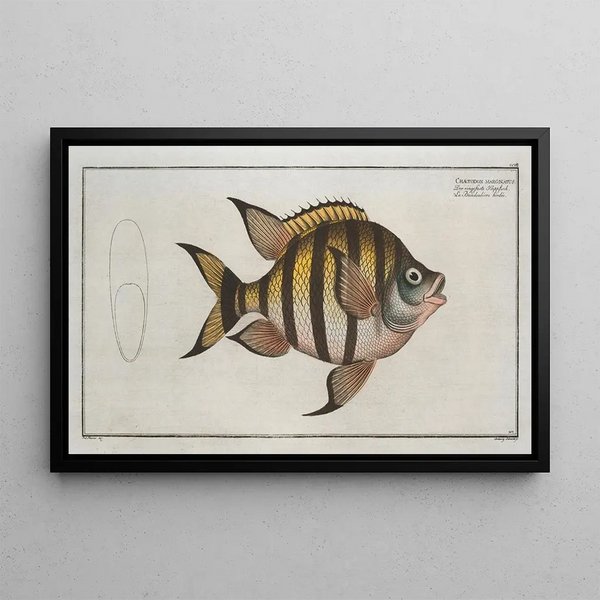 Chaetodon marginatus - Marcus Elieser Bloch — ingelijst kunstwerk aan de muur
