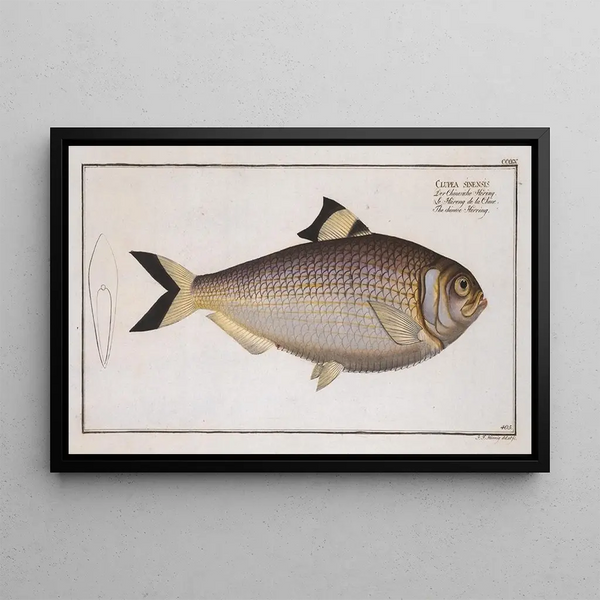 Clupea sinensis, de Chinese haring - Marcus Elieser Bloch — ingelijst kunstwerk aan de muur