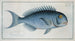 Coryphaena coerulea The Blue Fish - Marcus Elieser Bloch — artwork view