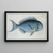 Coryphaena coerulea The Blue Fish - Marcus Elieser Bloch — framed artwork on a wall