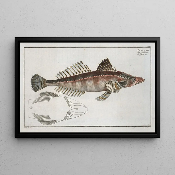 Marcus Elieser Bloch - Cottus scaber.webp