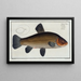 Cyprinus tinca, the tench - Marcus Elieser Bloch — framed artwork on a wall