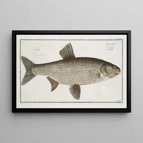 Marcus Elieser Bloch - Cyprinus Aspius The Aspius.webp