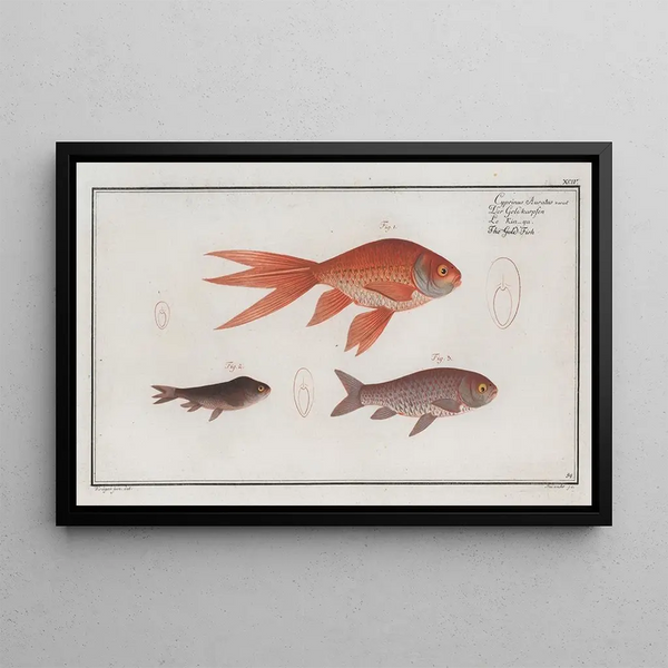 Cyprinus Auratus var The Red Fish - Marcus Elieser Bloch — framed artwork on a wall