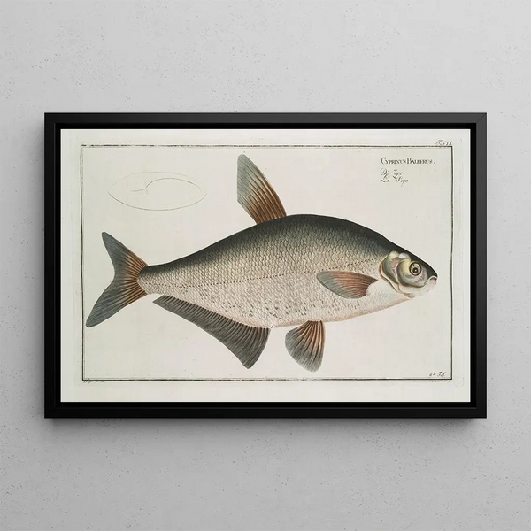 Cyprinus Ballerus, the baller carp - Marcus Elieser Bloch — framed artwork on a wall