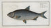 Cyprinus Buggenhagii, the Buggenhagen carp - Marcus Elieser Bloch — artwork view