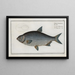 Cyprinus Buggenhagii, the Buggenhagen carp - Marcus Elieser Bloch — framed artwork on a wall