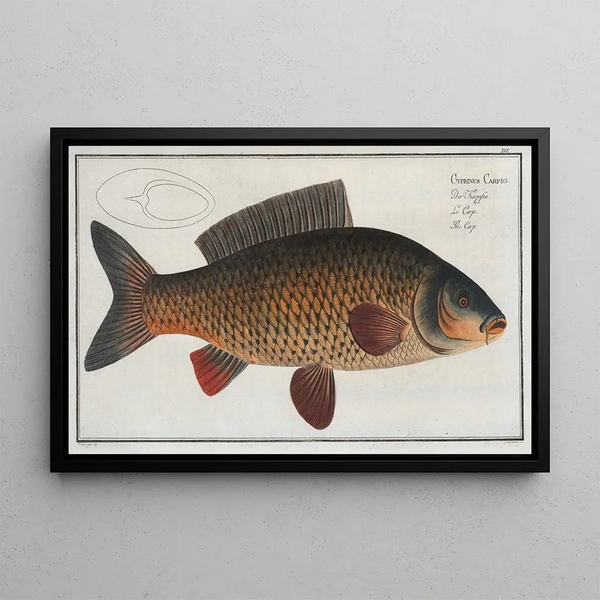 Cyprinus carpio De karper - Marcus Elieser Bloch — ingelijst kunstwerk aan de muur