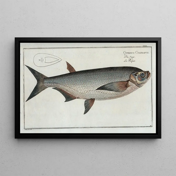 Cyprinus Cultratus, la carpe-couteau - Marcus Elieser Bloch — framed artwork on a wall