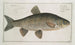 Cyprinus jeses The chub - Marcus Elieser Bloch — artwork view