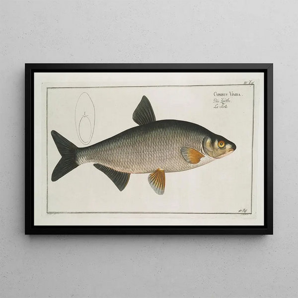 Marcus Elieser Bloch - Cyprinus Vimba The Vimba.webp