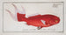 Cyprinus macrophthalmus le télescope - Marcus Elieser Bloch — artwork view