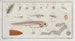 the method of making clorre fig. 119 - Marcus Elieser Bloch — artwork view
