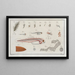 the method of making clorre fig. 119 - Marcus Elieser Bloch — framed artwork on a wall