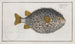 Diodon hystrix, the round diodon - Marcus Elieser Bloch — artwork view