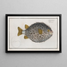 Diodon hystrix, the round diodon - Marcus Elieser Bloch — framed artwork on a wall