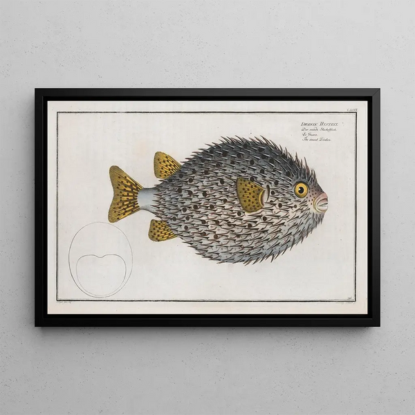Diodon hystrix, de ronde diodon - Marcus Elieser Bloch — ingelijst kunstwerk aan de muur