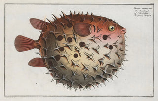 Marcus Elieser Bloch - Diodon orbicularis The prickly Bottlefish.webp