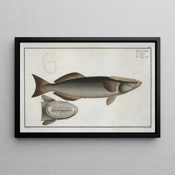 Echeneis remora, the remora fish - Marcus Elieser Bloch — framed artwork on a wall
