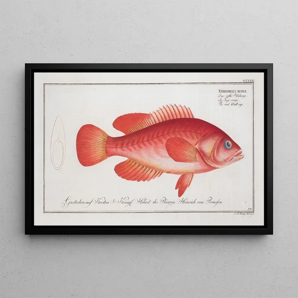 Epinephelus ruber The Red Grouper - Marcus Elieser Bloch — framed artwork on a wall