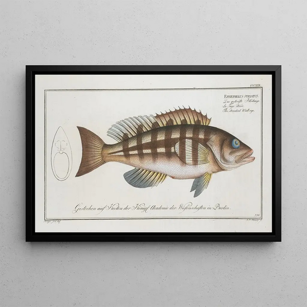 Epinephelus striatus De gestreepte goudvis - Marcus Elieser Bloch — ingelijst kunstwerk aan de muur