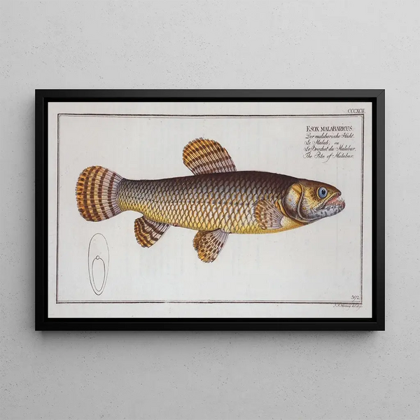 Esox malabaricus The Malabar Pike - Marcus Elieser Bloch — framed artwork on a wall