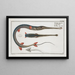 Fistularia tabacaria, the trumpetfish - Marcus Elieser Bloch — framed artwork on a wall