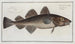 Gadus Callarias The cod - Marcus Elieser Bloch — artwork view