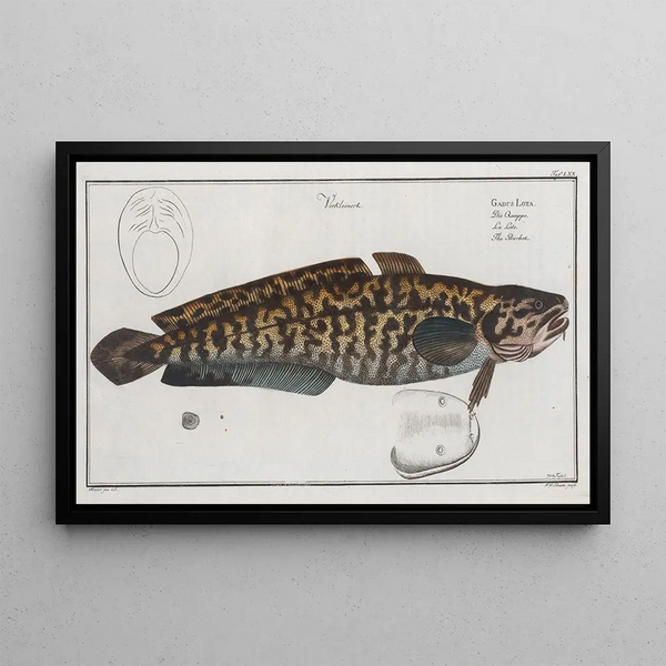 Gadus Lota La Lotte - Marcus Elieser Bloch — ingelijst kunstwerk aan de muur