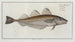 Gadus merlangus, the whiting - Marcus Elieser Bloch — artwork view