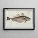 Gadus merlangus, the whiting - Marcus Elieser Bloch — framed artwork on a wall