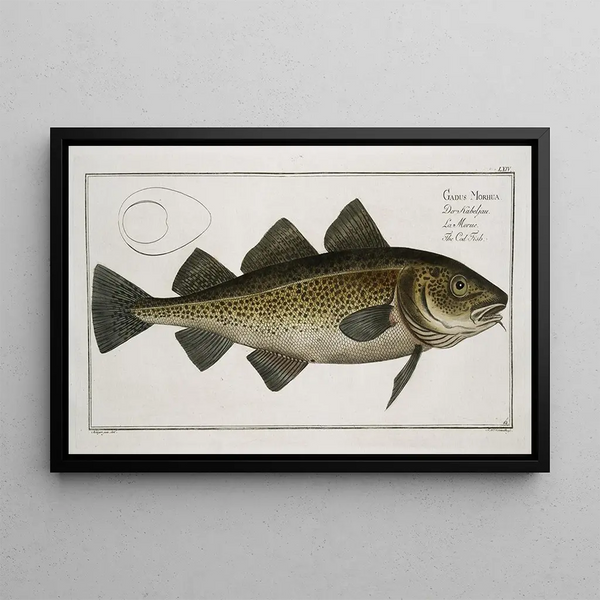 Gadus morhua, le cabillaud - Marcus Elieser Bloch — framed artwork on a wall