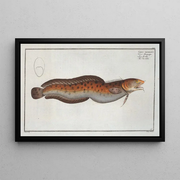Marcus Elieser Bloch - Gadus tricirratus The Sea Loche.webp