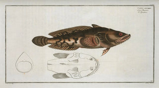 Marcus Elieser Bloch - Gottus gruniens.webp