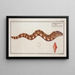 Gymnothorax reticulatus reticularis The net Bare chest - Marcus Elieser Bloch — framed artwork on a wall