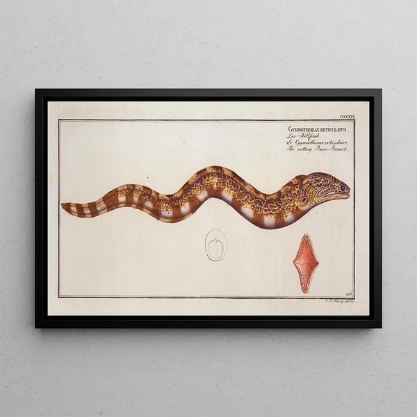 Gymnothorax reticulatus reticularis The net Bare chest - Marcus Elieser Bloch — framed artwork on a wall