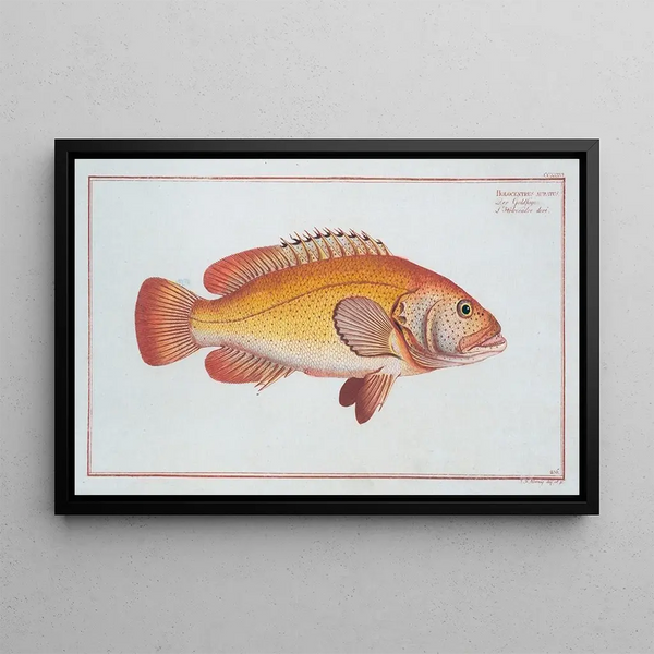 Marcus Elieser Bloch - Holocentrus auratus.webp
