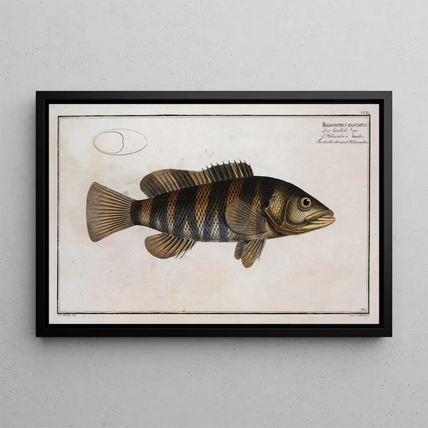 Holocentrus fasciatus De dubbele band Holocentre - Marcus Elieser Bloch — ingelijst kunstwerk aan de muur