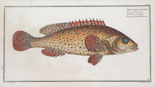 Marcus Elieser Bloch - Holocentrus punctatus The punctulated Holocentre.webp