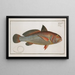 Johnius aneus, l'aney - Marcus Elieser Bloch — framed artwork on a wall