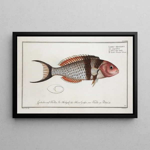 Marcus Elieser Bloch - Labrus bifasciatus The doubleStreaked Wrasse.webp